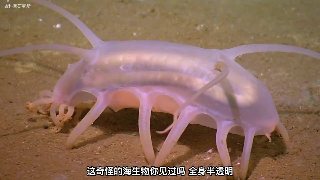 你见过用这个地方呼吸的奇怪海生物吗