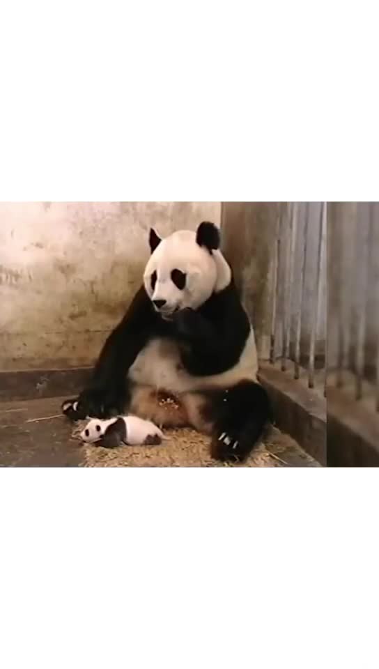 哈哈哈哈熊猫宝宝打哈欠熊猫妈妈的表情亮了