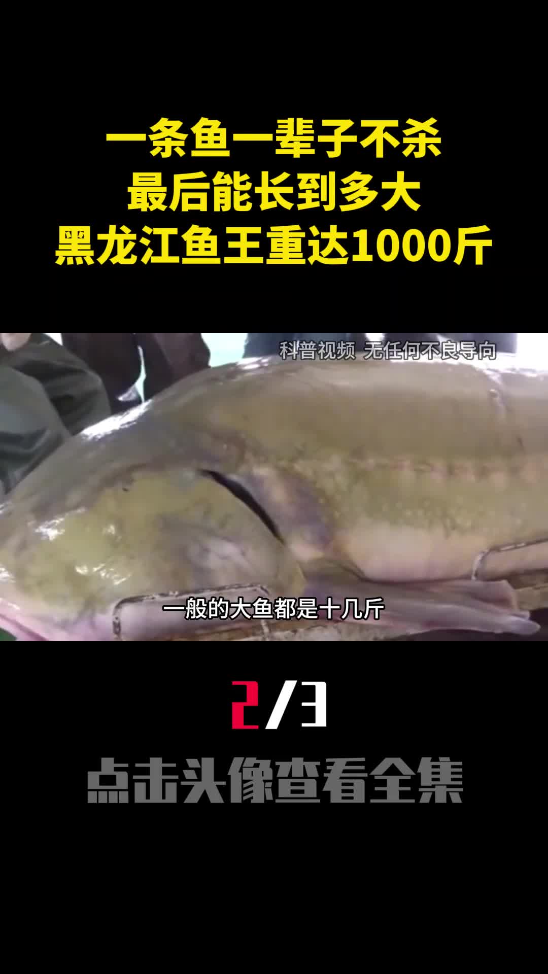 一条鱼一辈子不杀最后能长到多大黑龙江鱼王重达1000多斤2