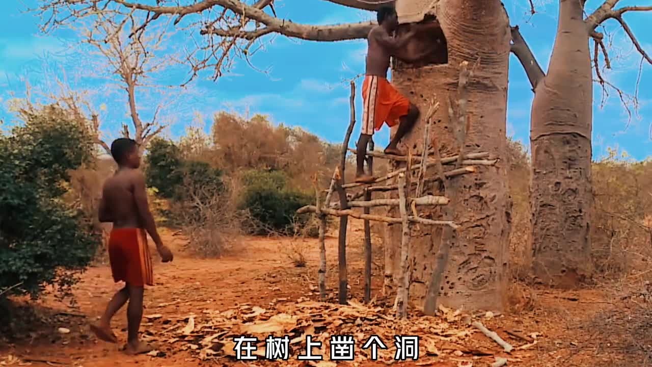 猴面包树究竟有多神奇凿个洞全家人住进去除了树皮都能吃