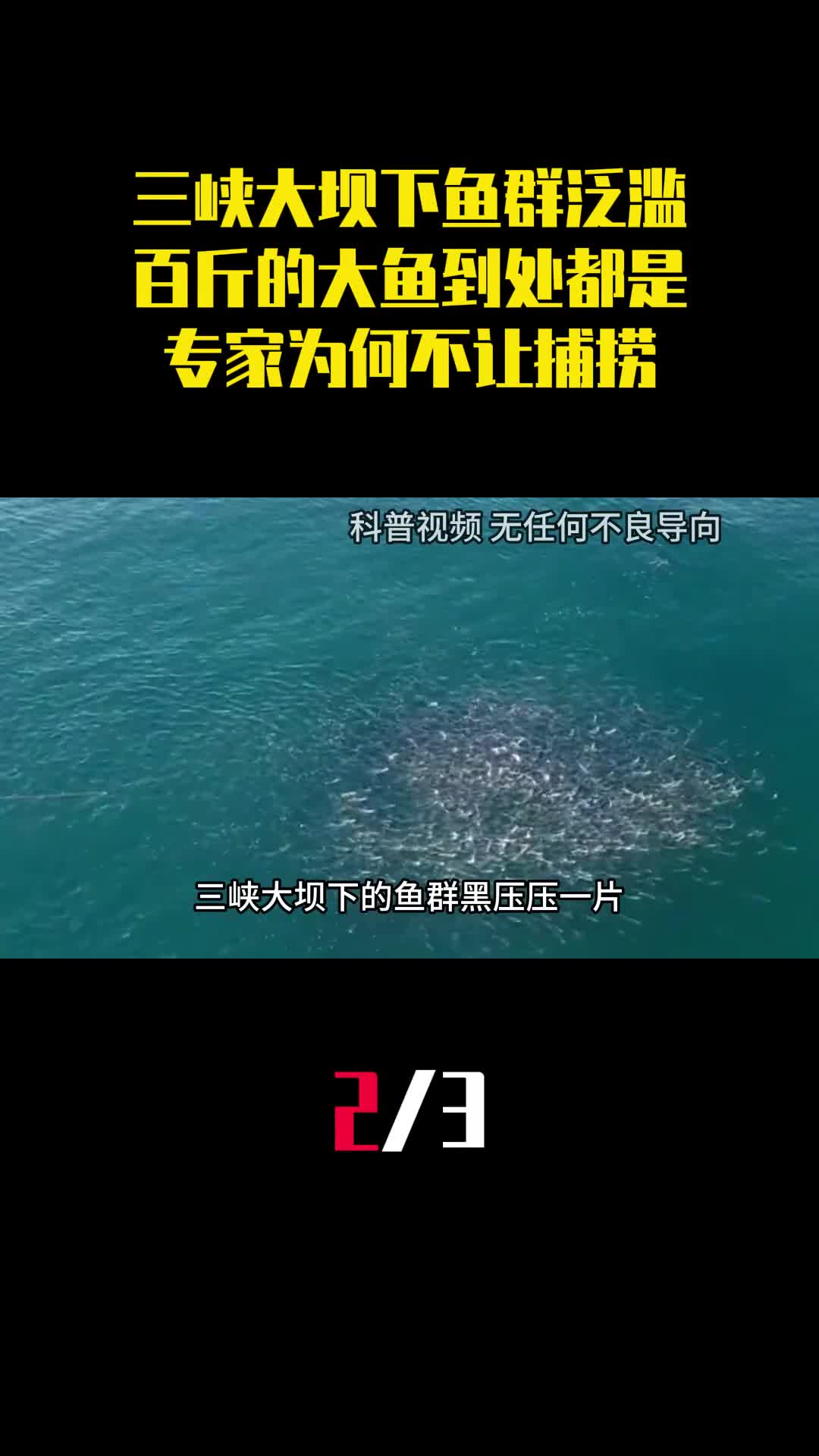 三峡大坝下鱼群泛滥百斤的大鱼到处都是专家为何不让捕捞2