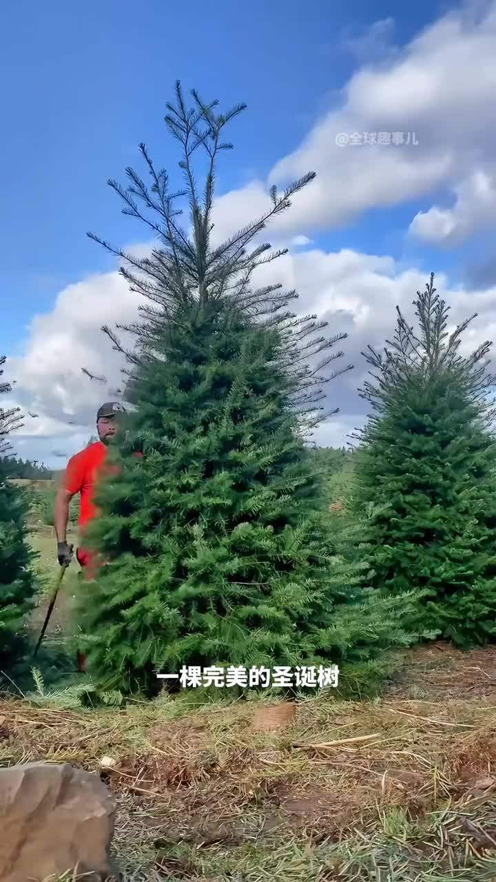 圣诞树农场原来圣诞树是这样做出来的
