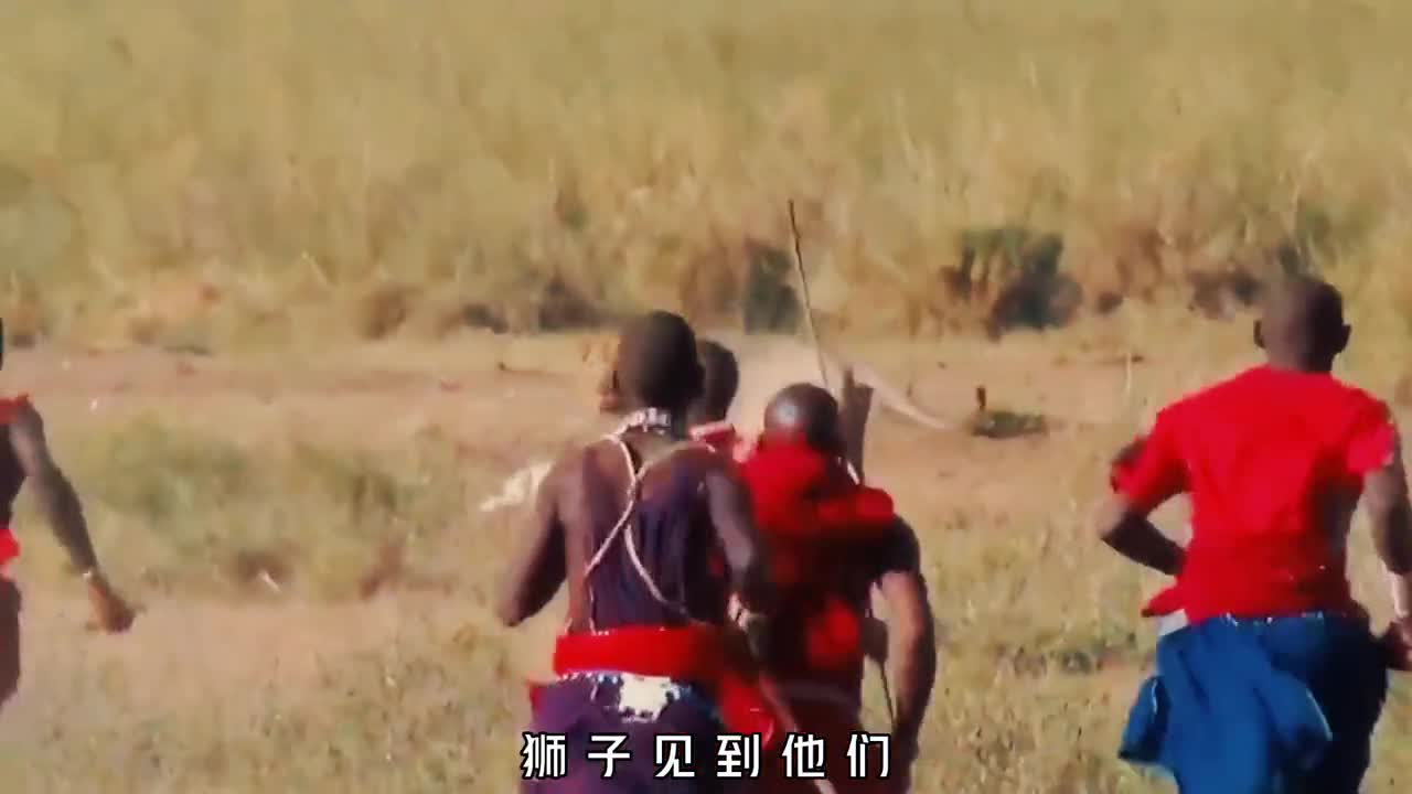 马赛人究竟有多可怕狮子见了害怕的掉头就跑