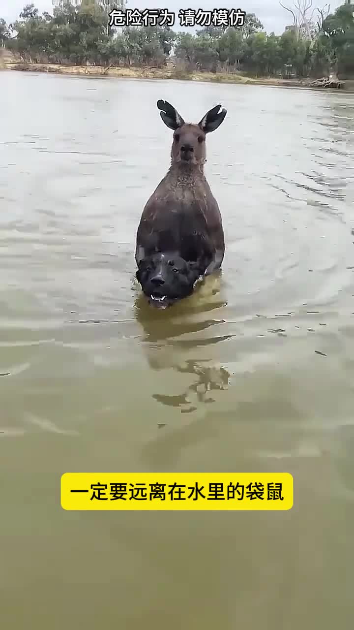 一定要远离水里的袋鼠不然
