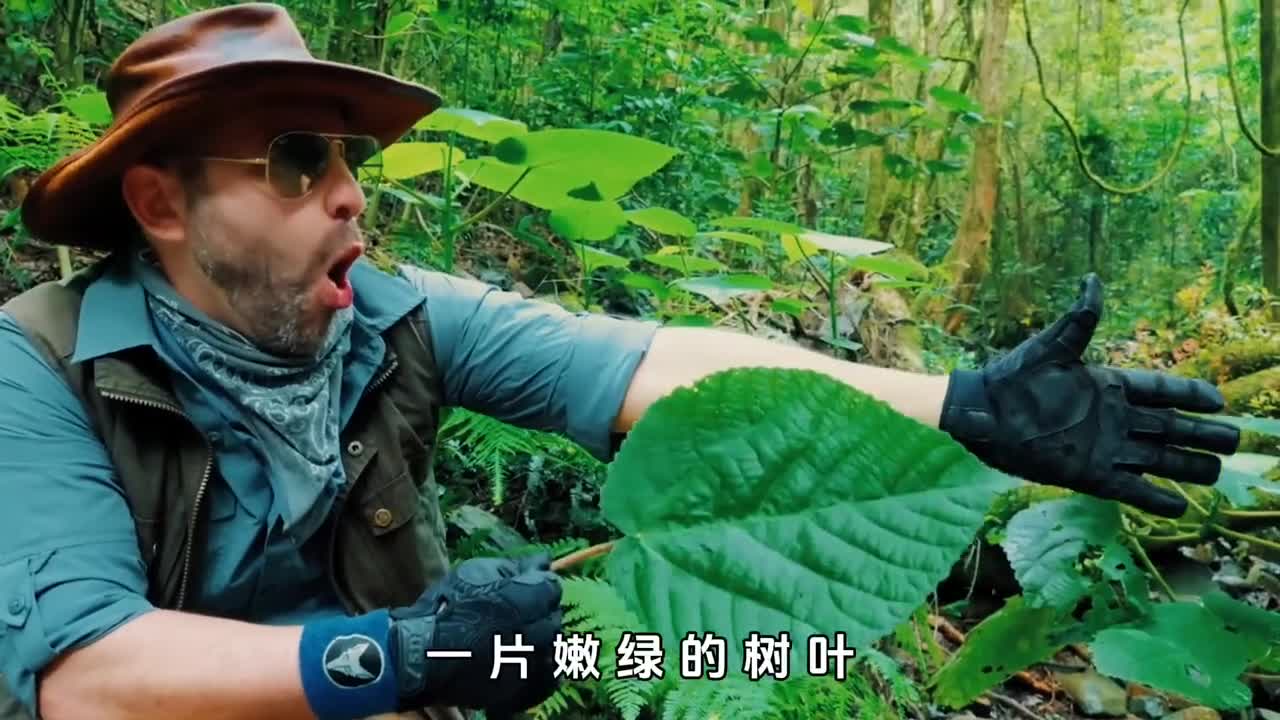 自杀树叶究竟有多可怕