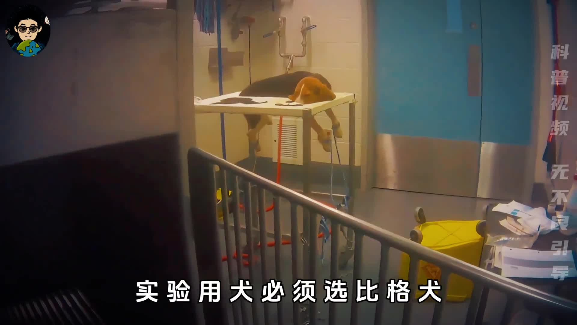实验用犬只能选比格犬它们的一生有多可悲