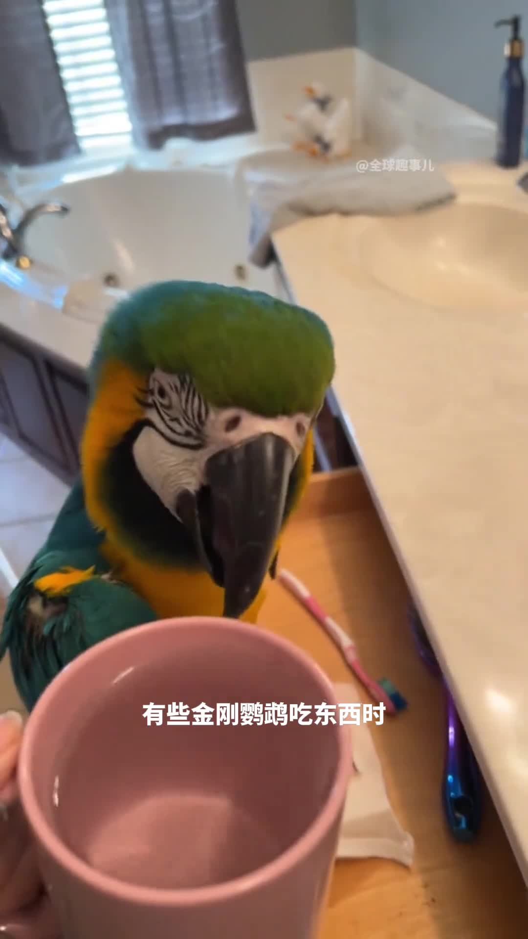 金刚鹦鹉它们吃东西竟然比人还精致