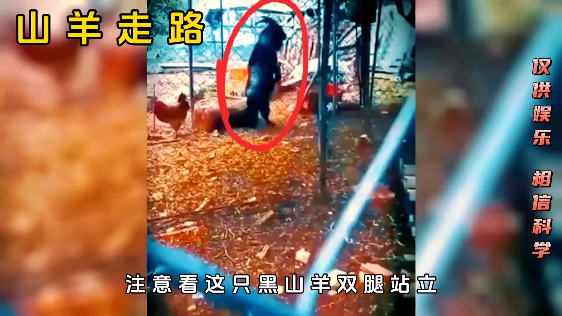 原来动物模仿人类的行为后会变得更可怕