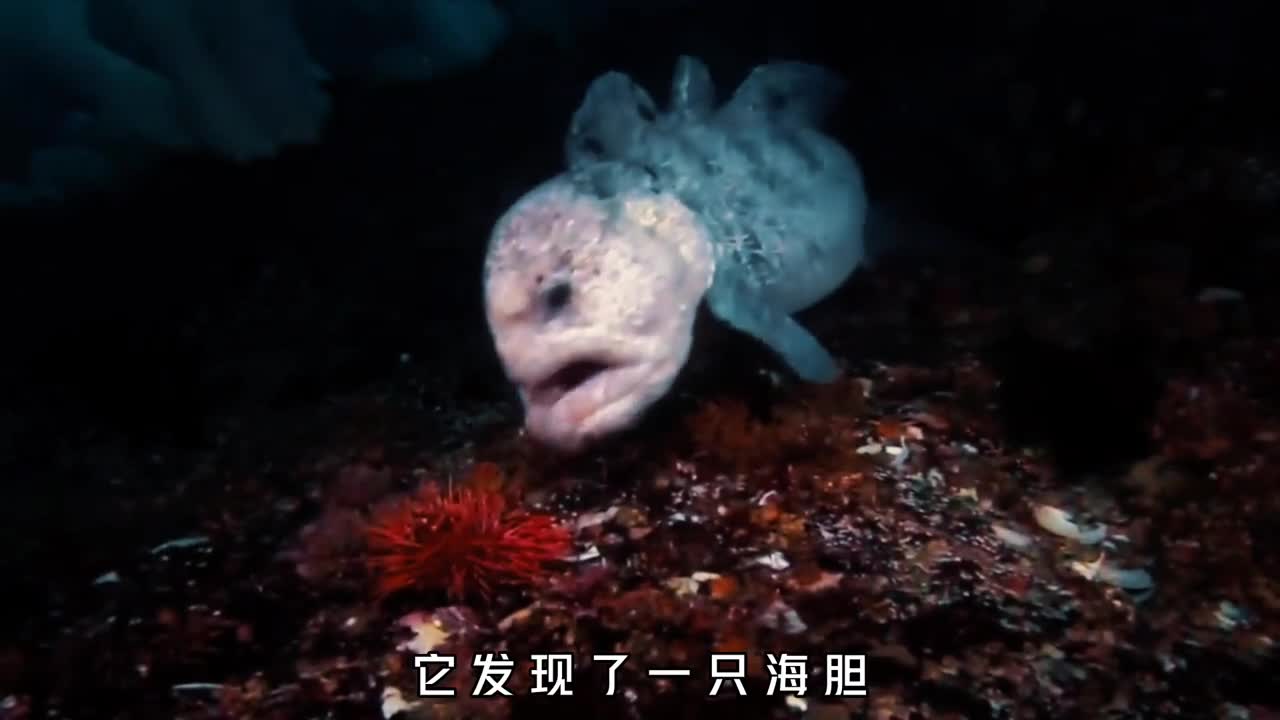 喜欢吃海胆吃螃蟹的鱼究竟有多可怕它的咬合力能咬断手臂