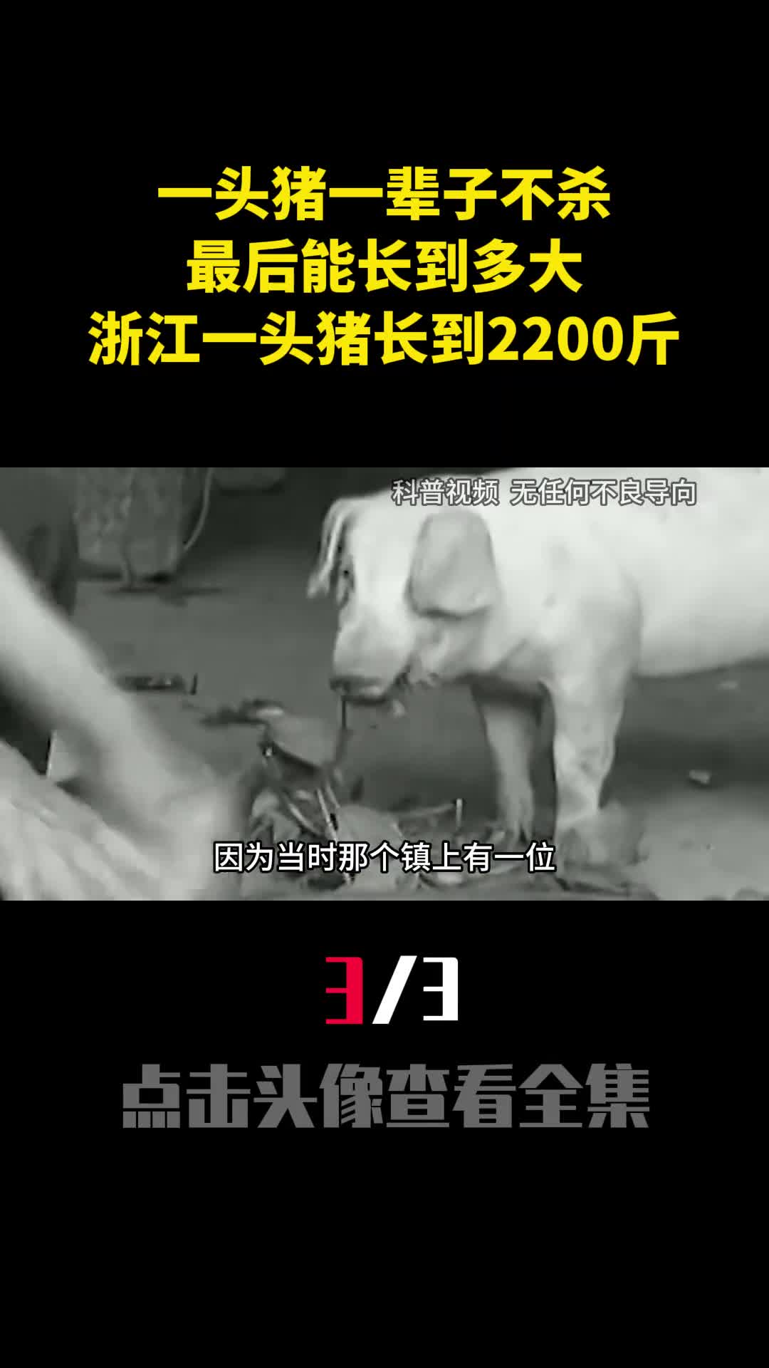 一头猪一辈子不杀最后能长到多大浙江一头猪长到2200斤3
