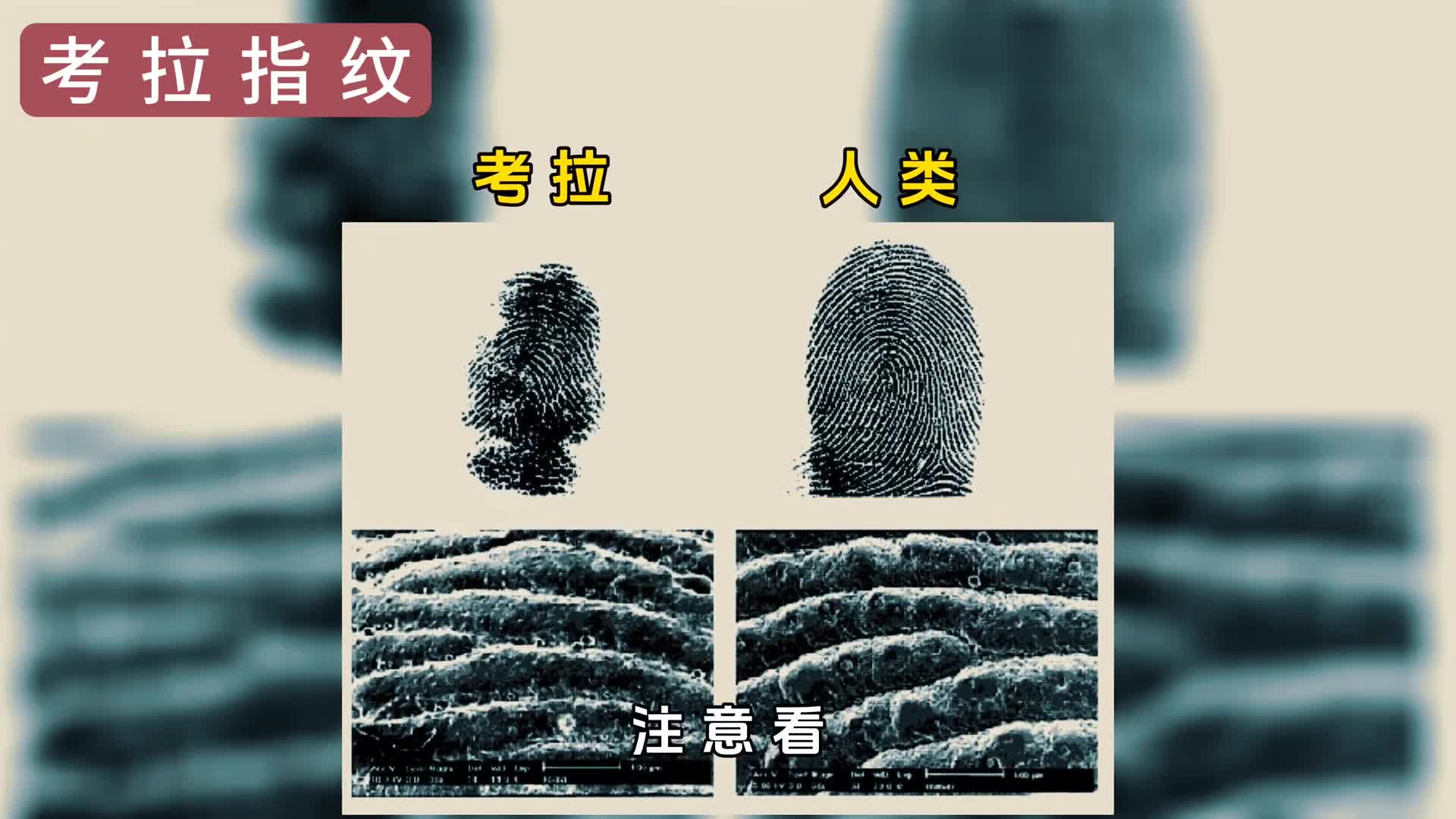 考拉竟然也有指纹还出现在了犯罪现场这让当地警方头疼不已