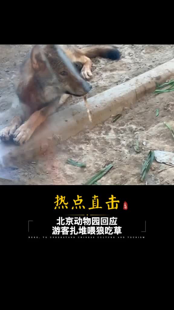 谁能想到肉食动物狼居然开始吃素请文明参观