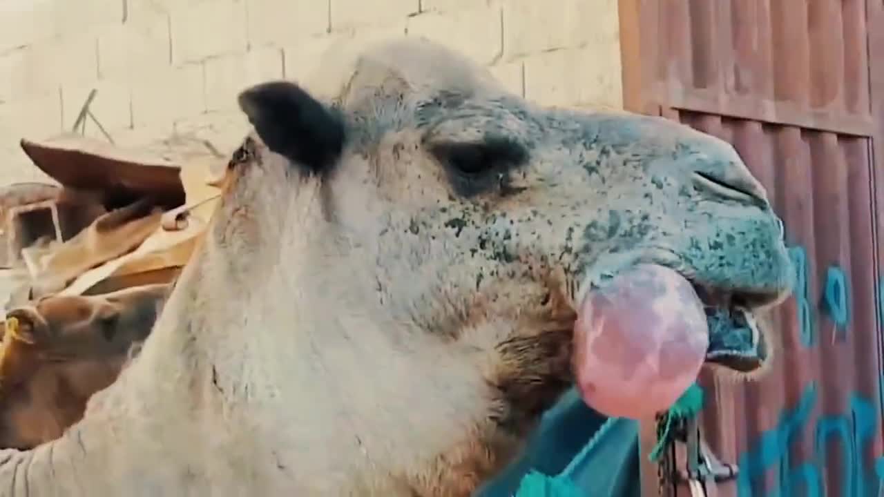 为什么骆驼会从嘴里吐出个肉球难道真的是它的胃吗