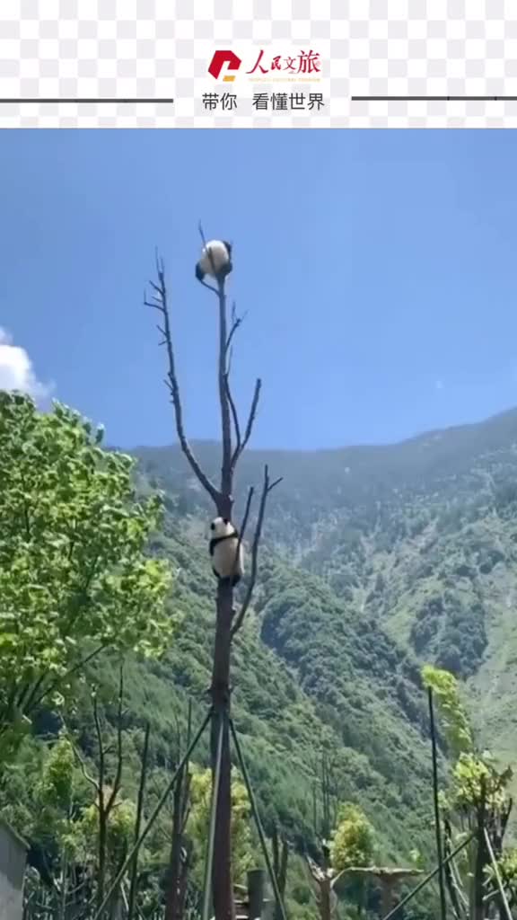 硬生生把自己玩成国宝看你怎么下来