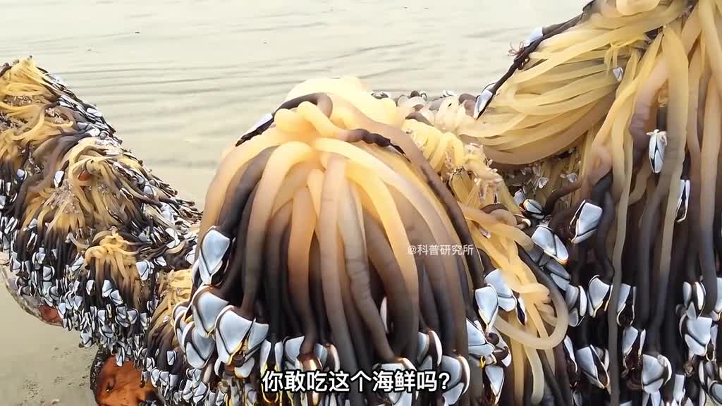 比帝皇蟹还G的海鲜看到它的样子你还敢吃吗三