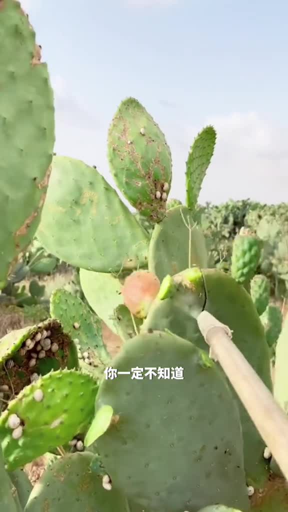 仙人掌的果实竟然还可以吃