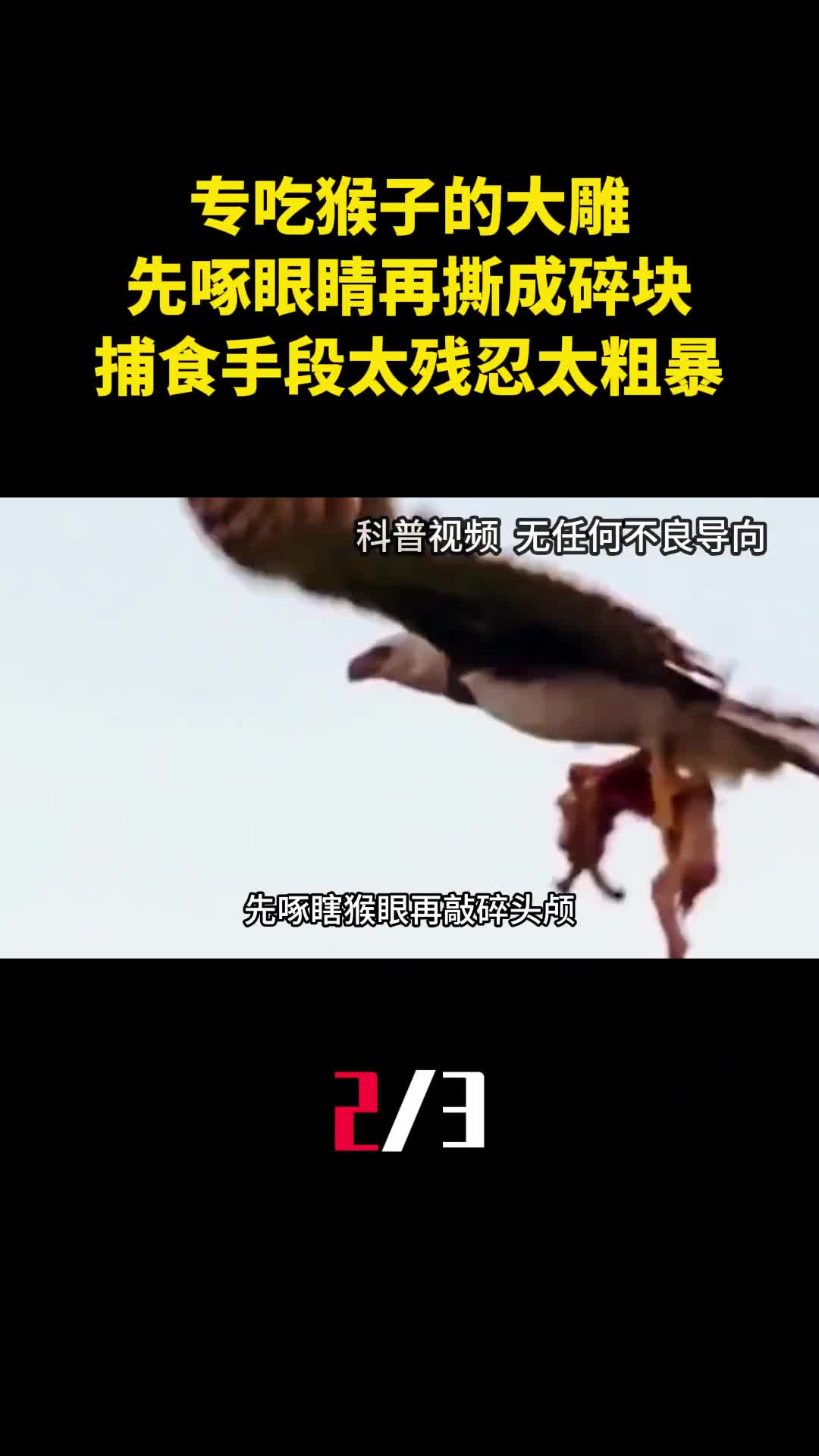 专吃猴子的大雕先啄眼睛再撕成碎块捕食手段太残忍太粗暴2