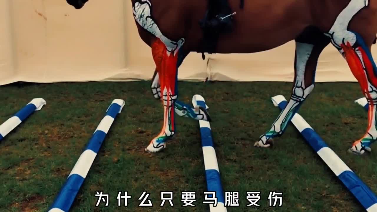 为什么马腿受伤就必须安乐死它的结构太过特殊不得不死