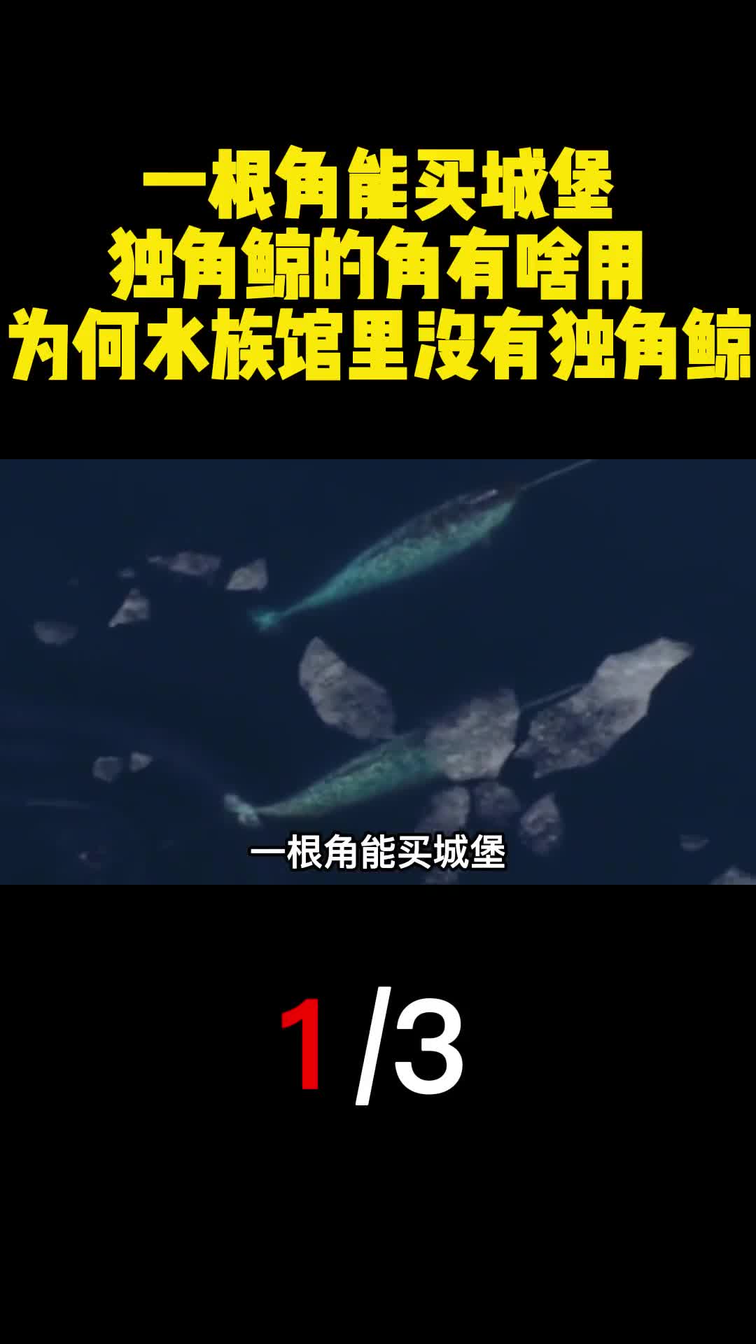 一根角能买城堡独角鲸的角有啥用为何水族馆里没有独角鲸1