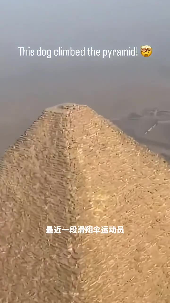 埃及金字塔顶上的惊人发现一只狗狗居然爬上了金字塔顶