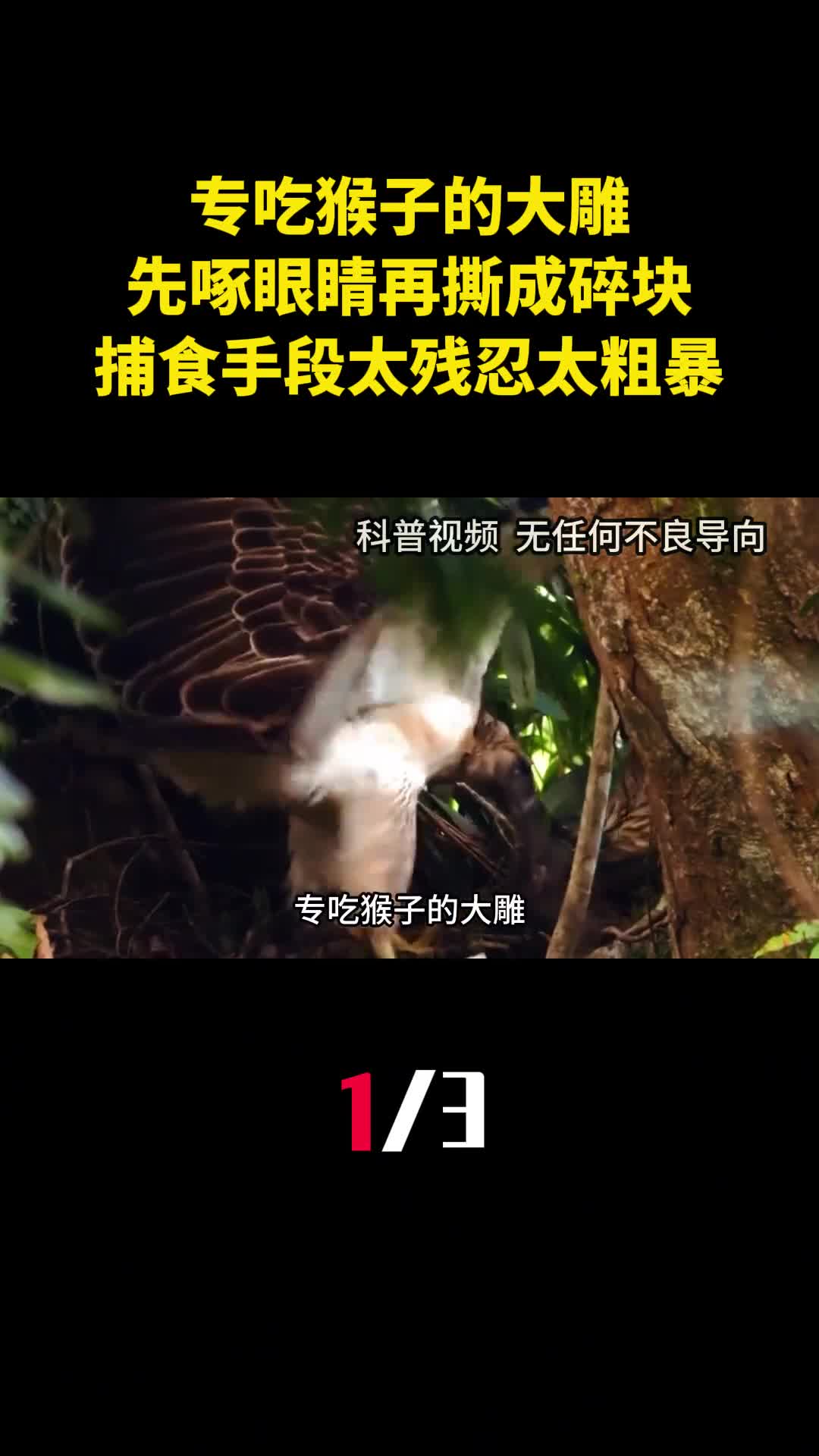 专吃猴子的大雕先啄眼睛再撕成碎块捕食手段太残忍太粗暴1