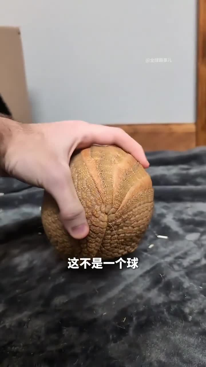 三带犰狳这不是球而是一只会蜷缩成球的装甲兽