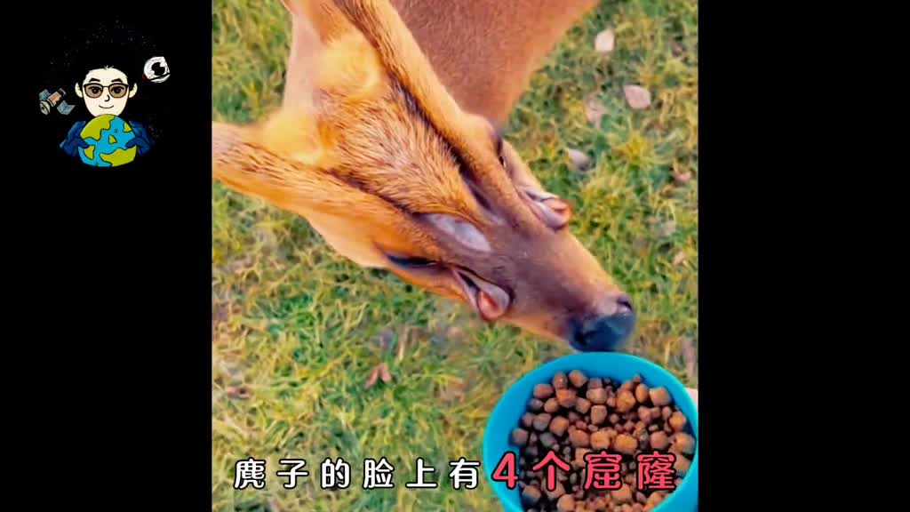 你见过脸上有4个窟窿的动物吗