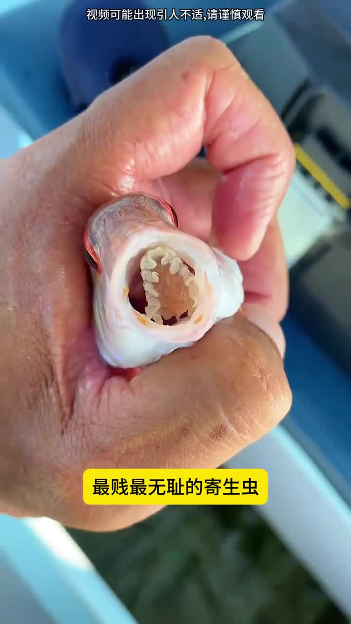 最贱最无耻的寄生虫你吃鱼的时候见过它吗