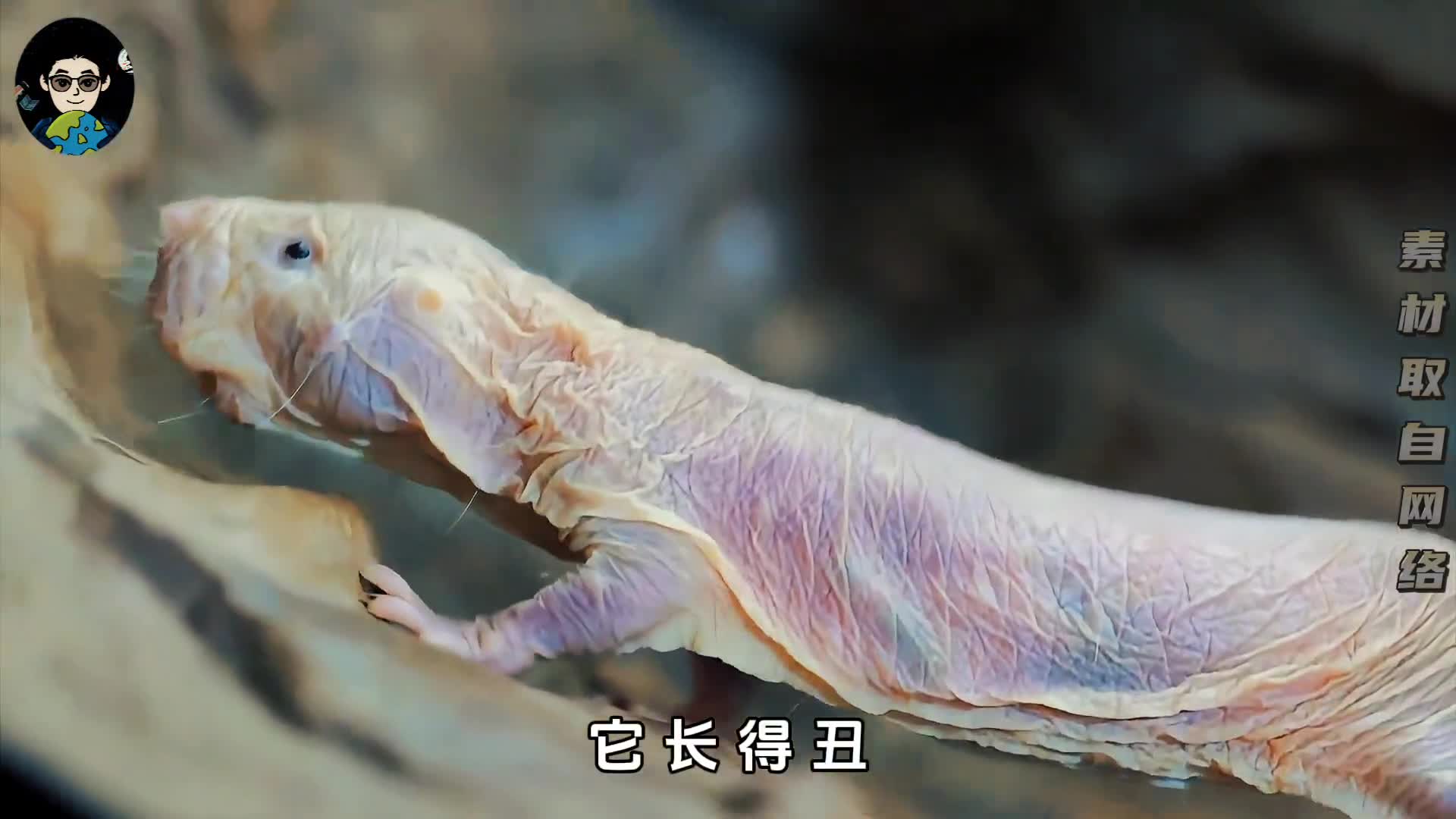 原则上可以永生的裸鼹鼠一辈子不得癌症