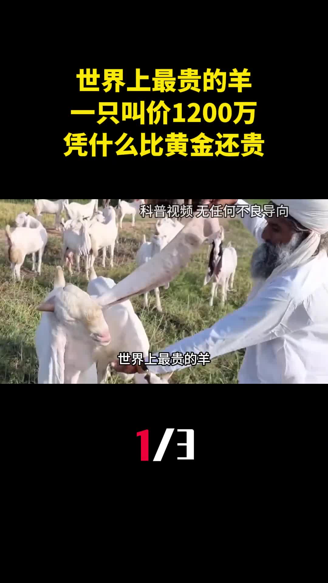 世界上最贵的羊一只叫价1200万凭什么比黄金还贵1