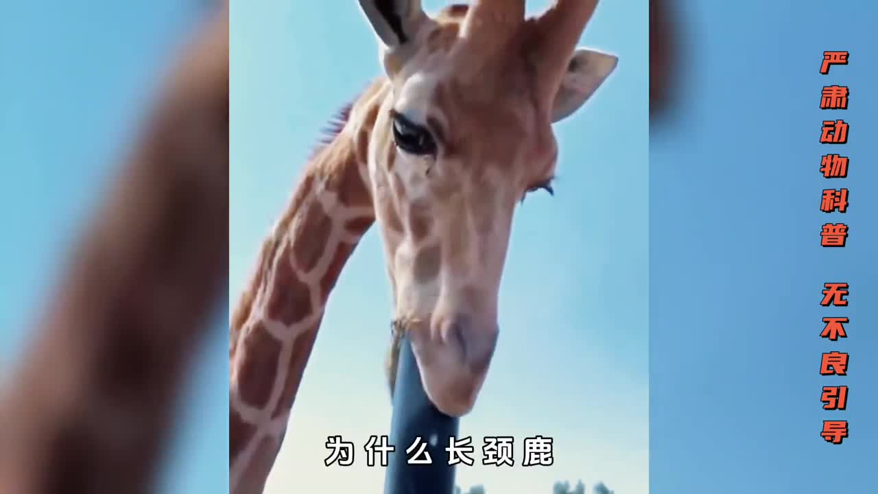 为什么食草动物会舔钢管舔木头舔石头