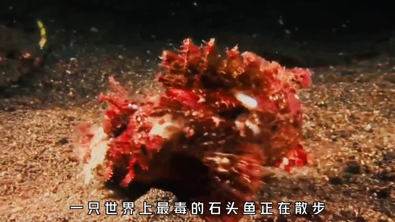 博比特虫究竟有多可怕隐身埋伏任何路过的动物都被突然攻击