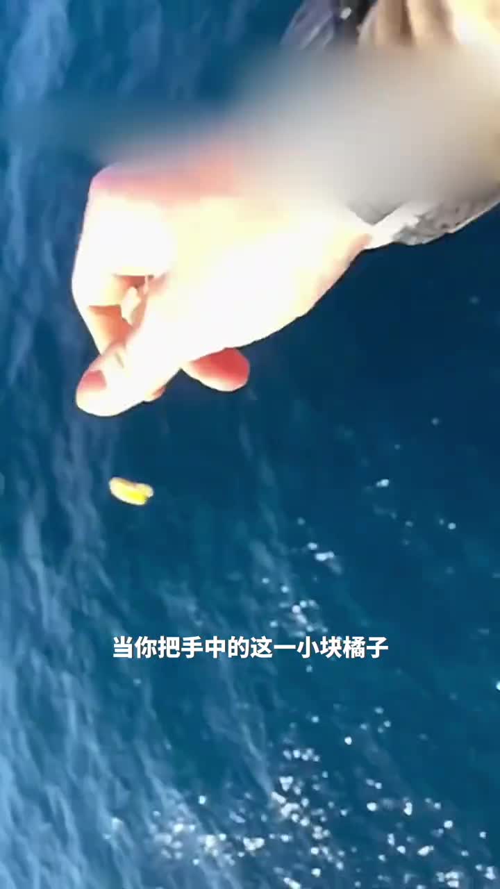 远洋钻井平台上的生活体验喂鲨鱼的刺激