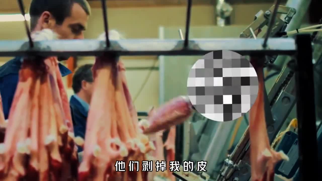 世界上最残忍的衣服貂皮只有5个月的寿命看完你还想穿吗