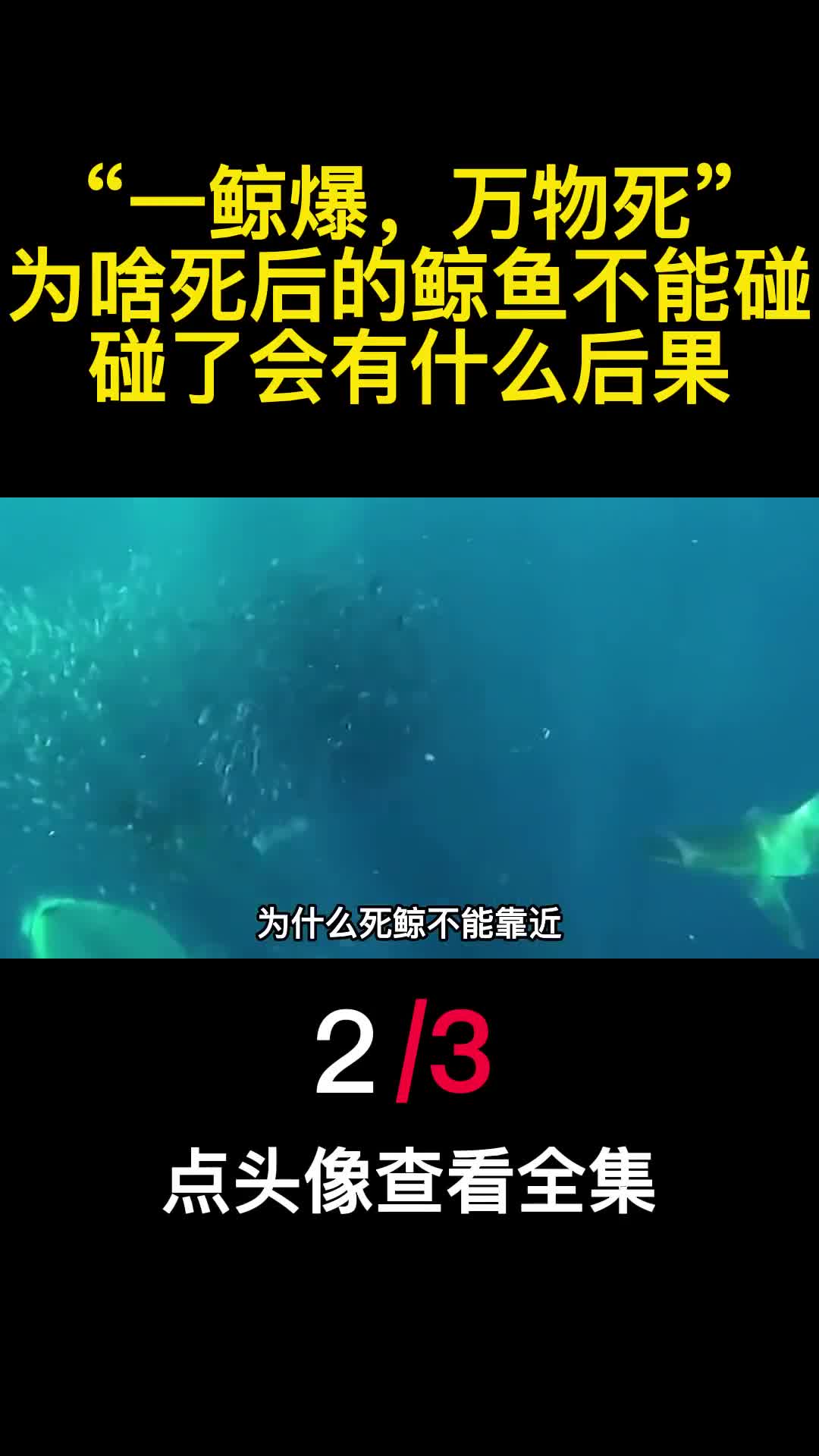 一鲸爆万物死为啥死后的鲸鱼不能碰碰了会有什么后果2