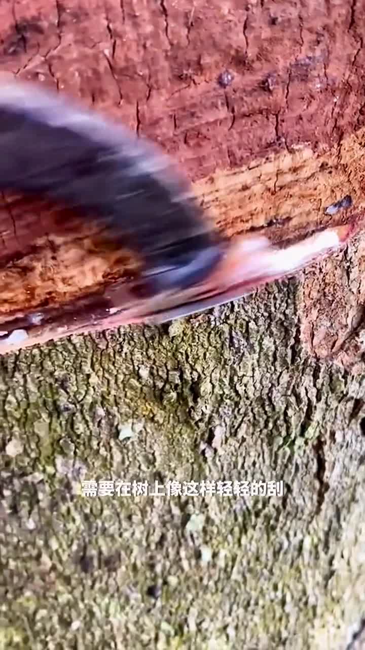 橡胶树的白色乳液天然橡胶背后的奇妙历程