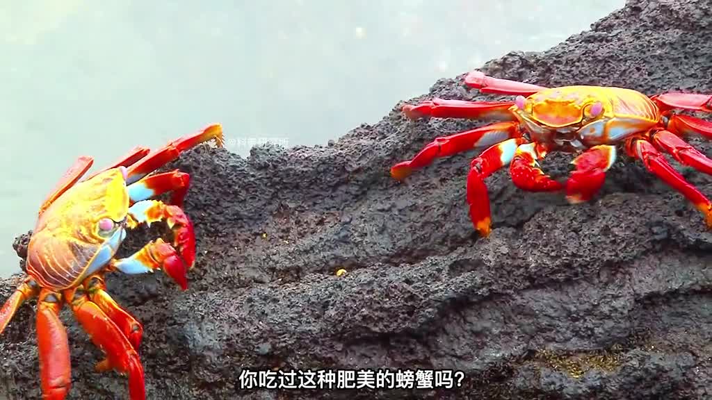 你见过由龙虾进化变成的螃蟹吗十种奇怪又好看的螃蟹大盘点二