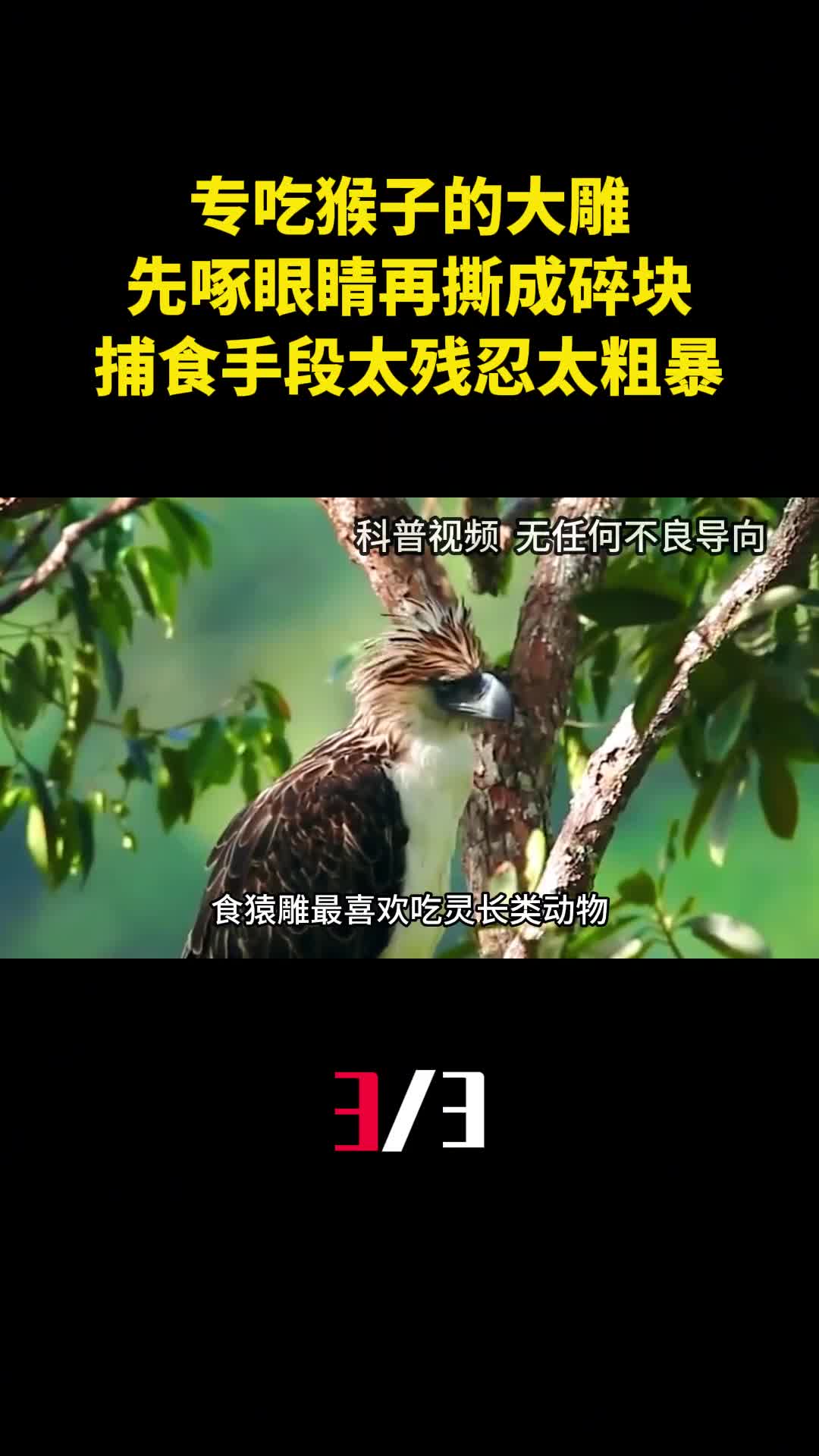 专吃猴子的大雕先啄眼睛再撕成碎块捕食手段太残忍太粗暴3
