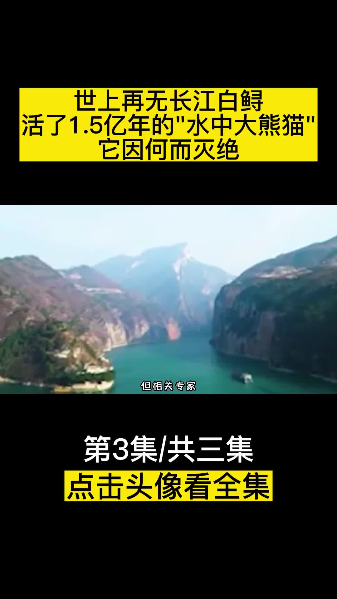 世上再无长江白鲟活了15亿年的水中大熊猫它因何而灭绝