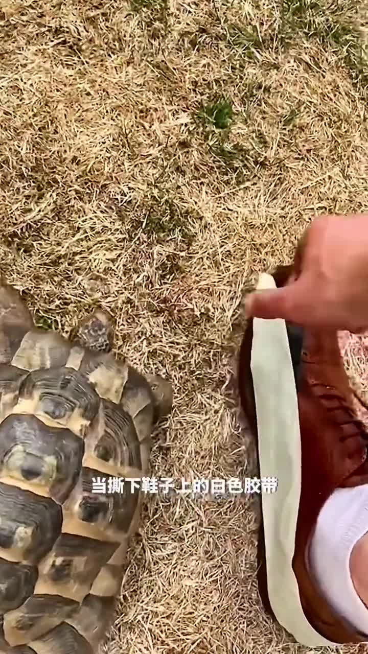 乌龟行为之谜为何不同颜色会引发如此反应