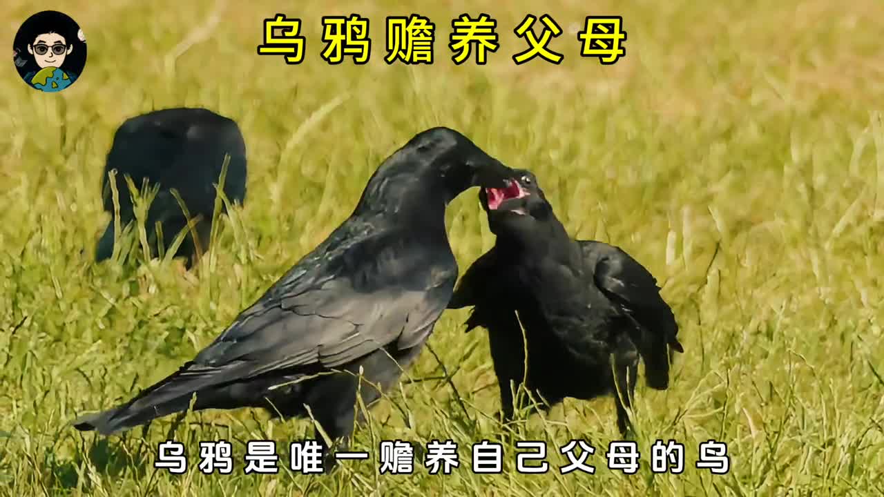 乌鸦比喜鹊更善良更孝顺