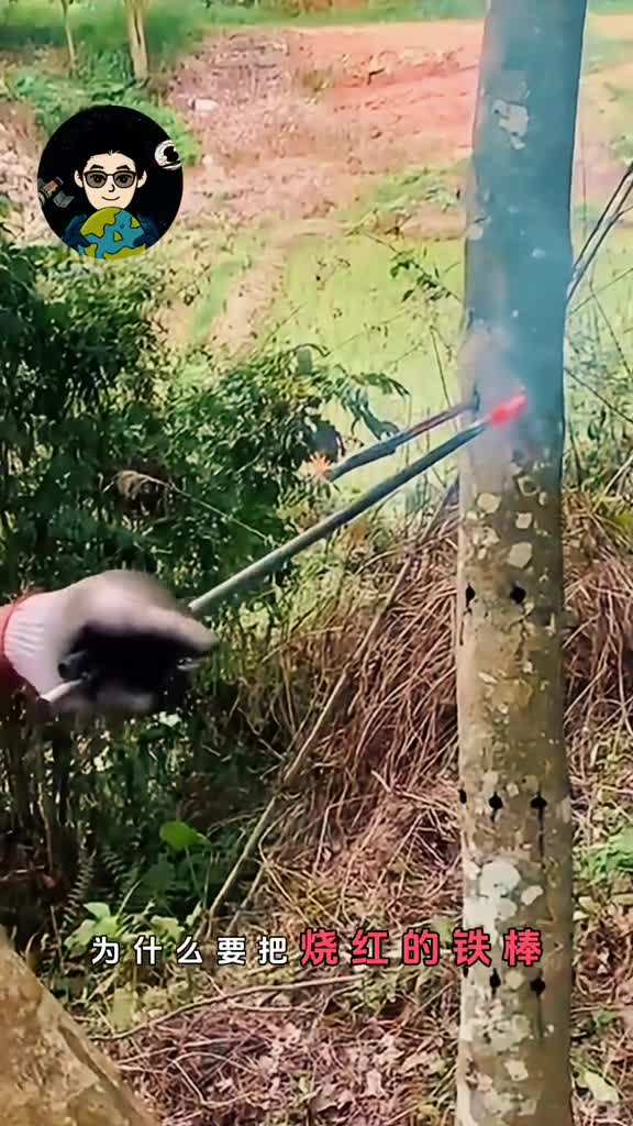 为什么要把烧红的铁棍插进树里