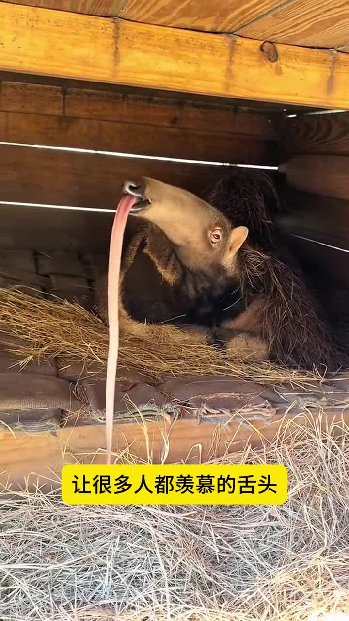 很多人羡慕的长舌头你想拥有吗