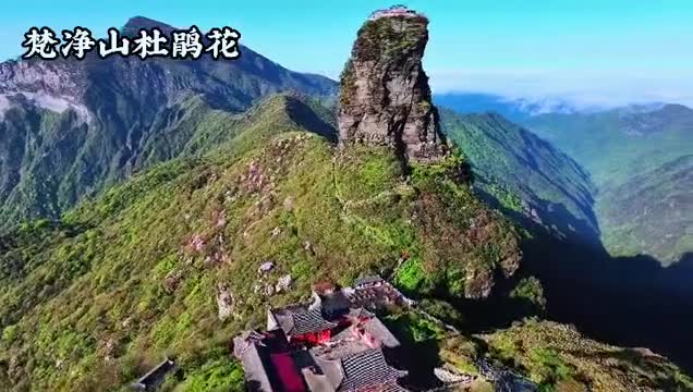 盛花期来临高山上的杜鹃花海梵天净土的彩色飘带