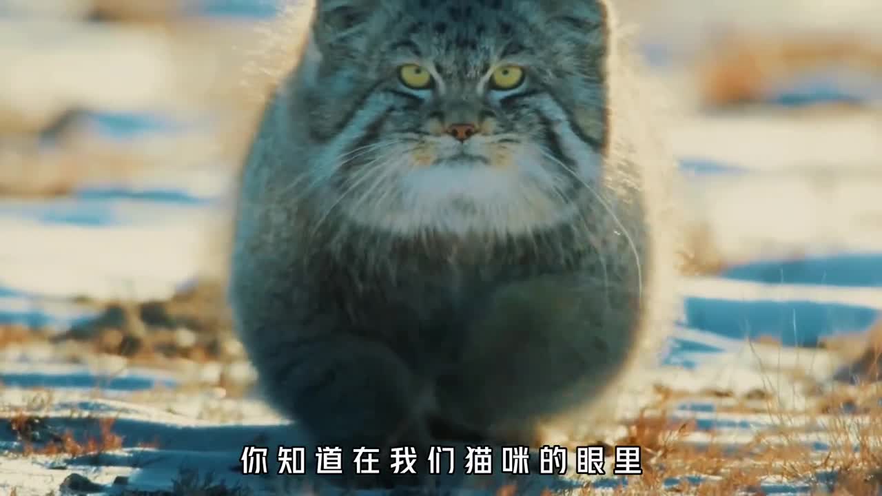 在猫咪的眼里主人究竟是什么是父母是铲屎的还是同类