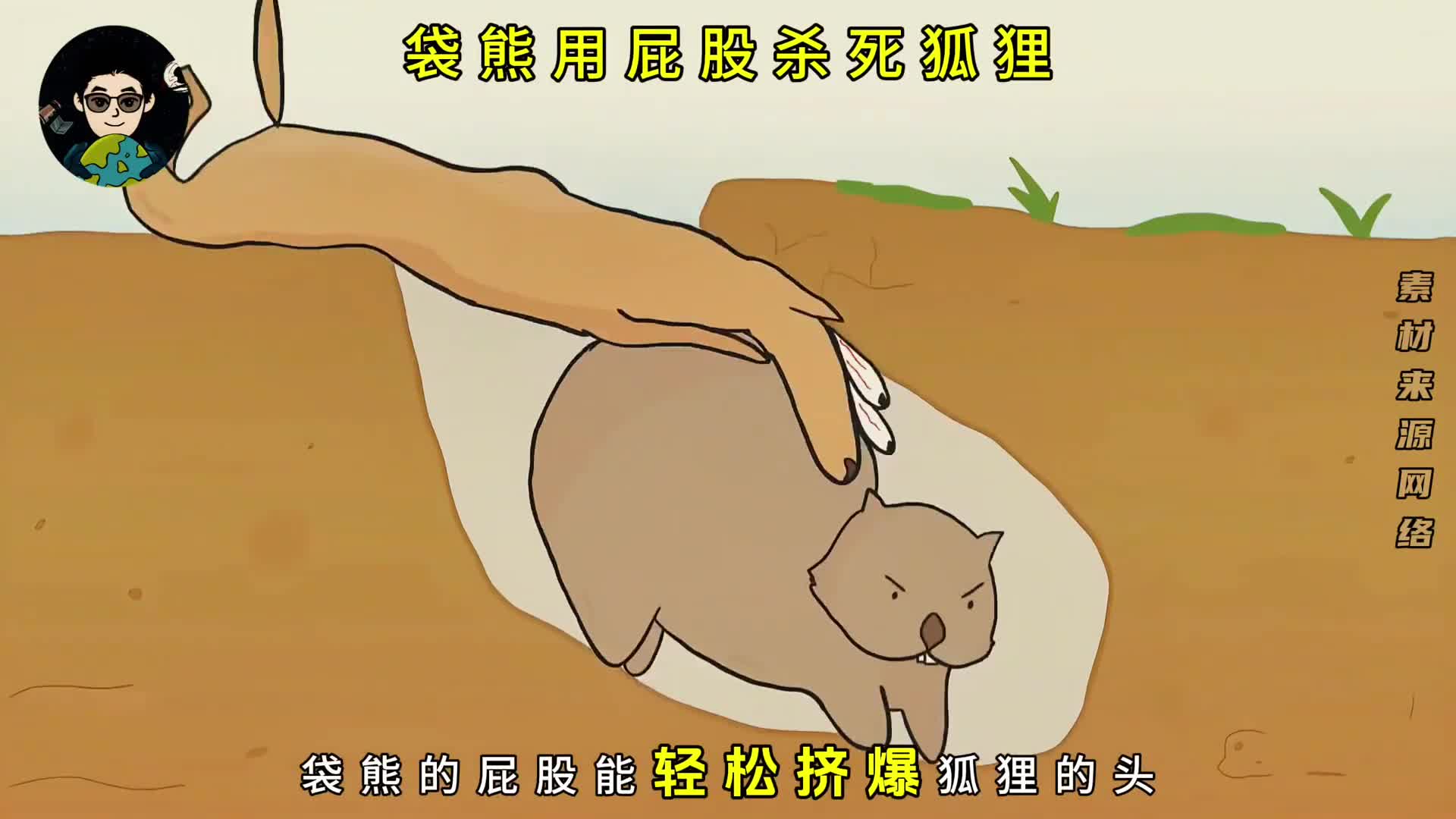 袋熊用屁股挤爆狐狸的头