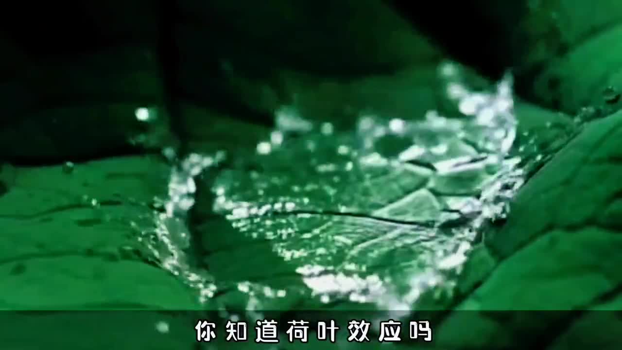 水滴不会停在荷叶上放大500倍发现了它不沾水的真正原因