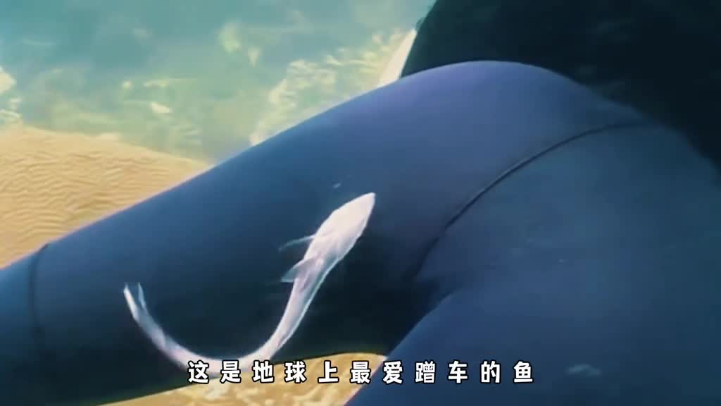 海洋里最爱搭顺风车的鱼印鱼的一生有多搞笑