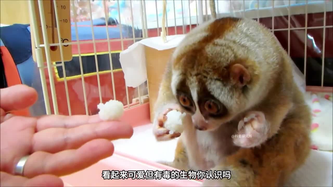 可爱但很危险的8种生物它居然含有80多种毒素三