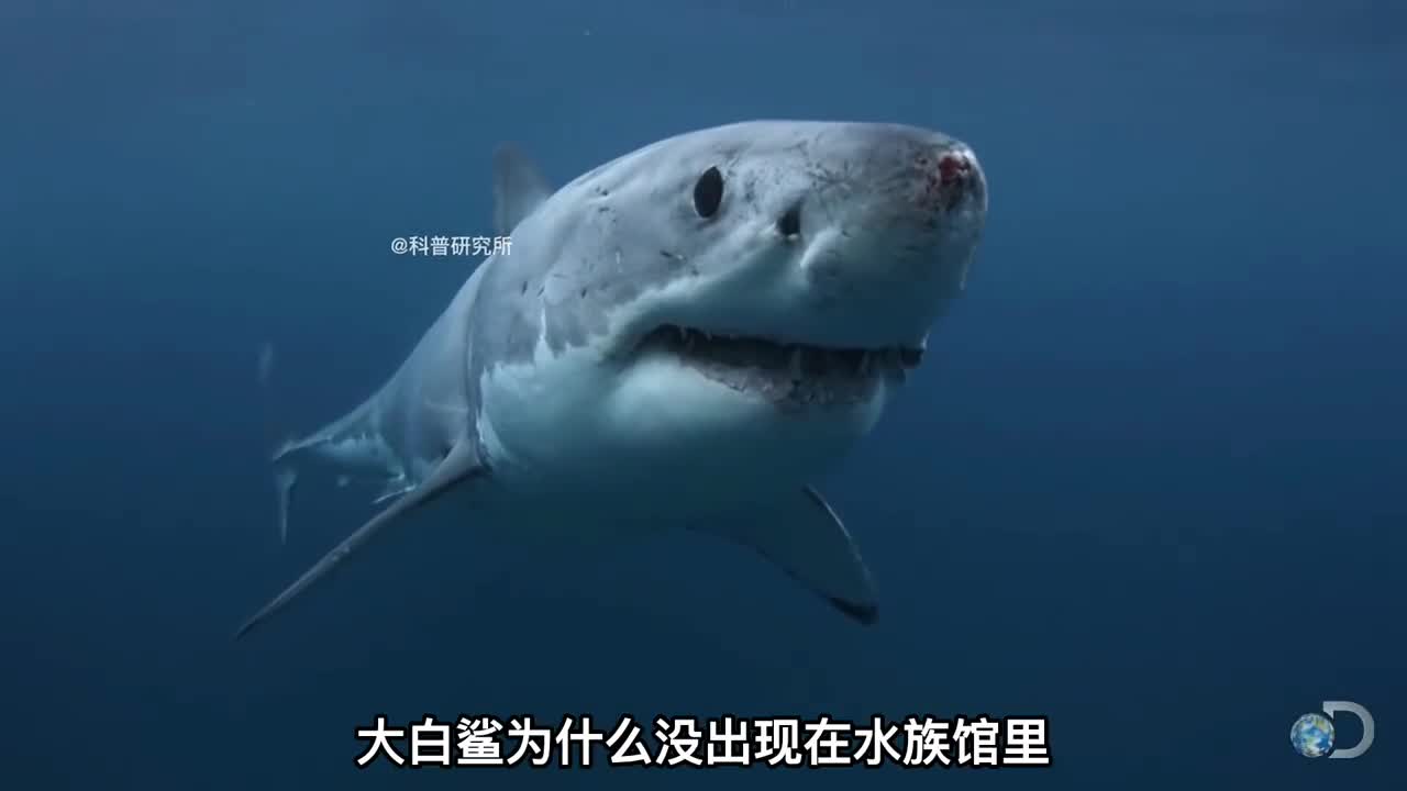 水族馆为什么不敢养大白鲨原因你猜不到二